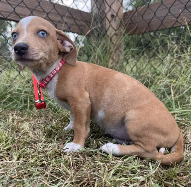 Tango - Chihuahua