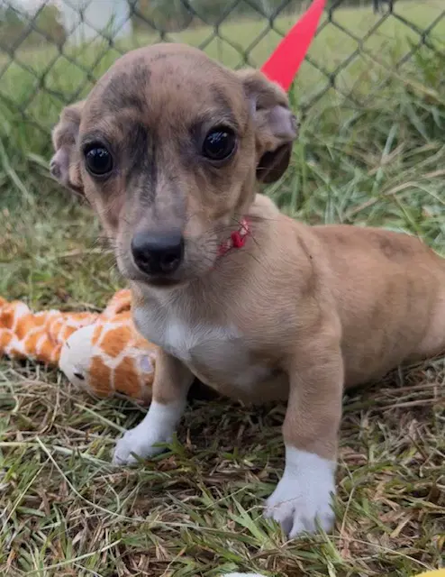 T-Bone - Chihuahua