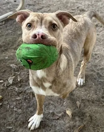 Little Bit - Bulldog
