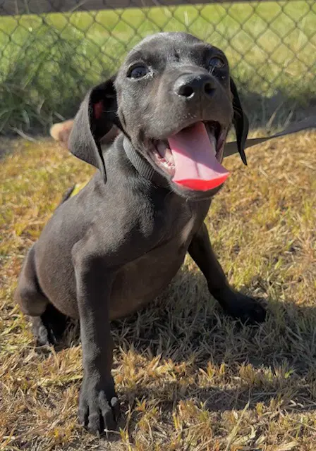 Garrett - Labrador Retriever