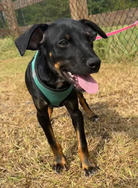 Geoff - Labrador Retriever