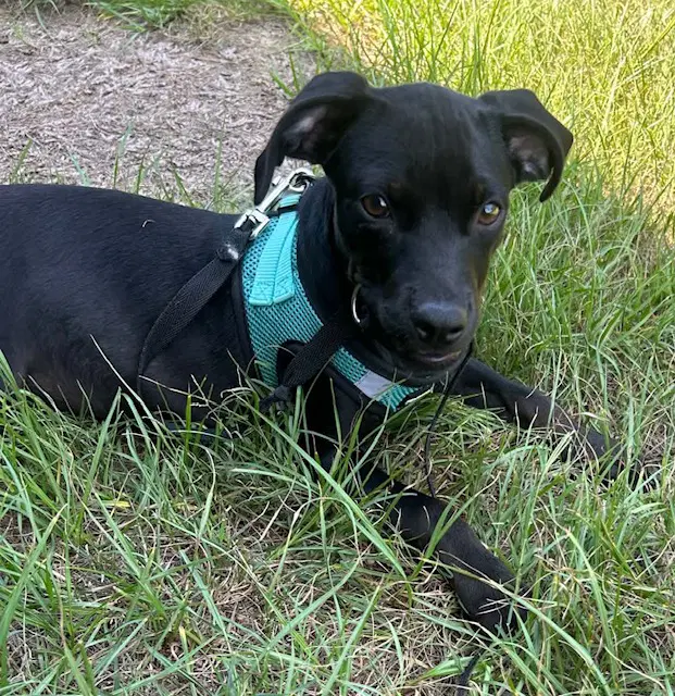 Gina - Labrador Retriever