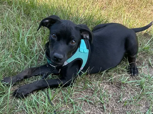 Gina image 2