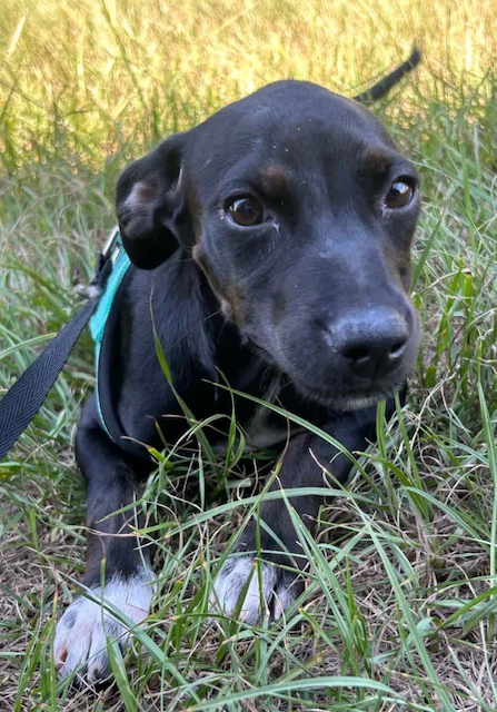 Gussie