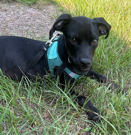 Photo 3 of Gussie