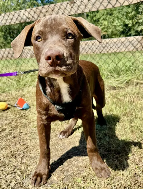 Duke - Labrador Retriever
