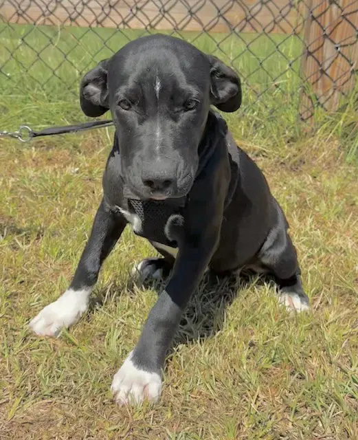 Ailey - Labrador Retriever