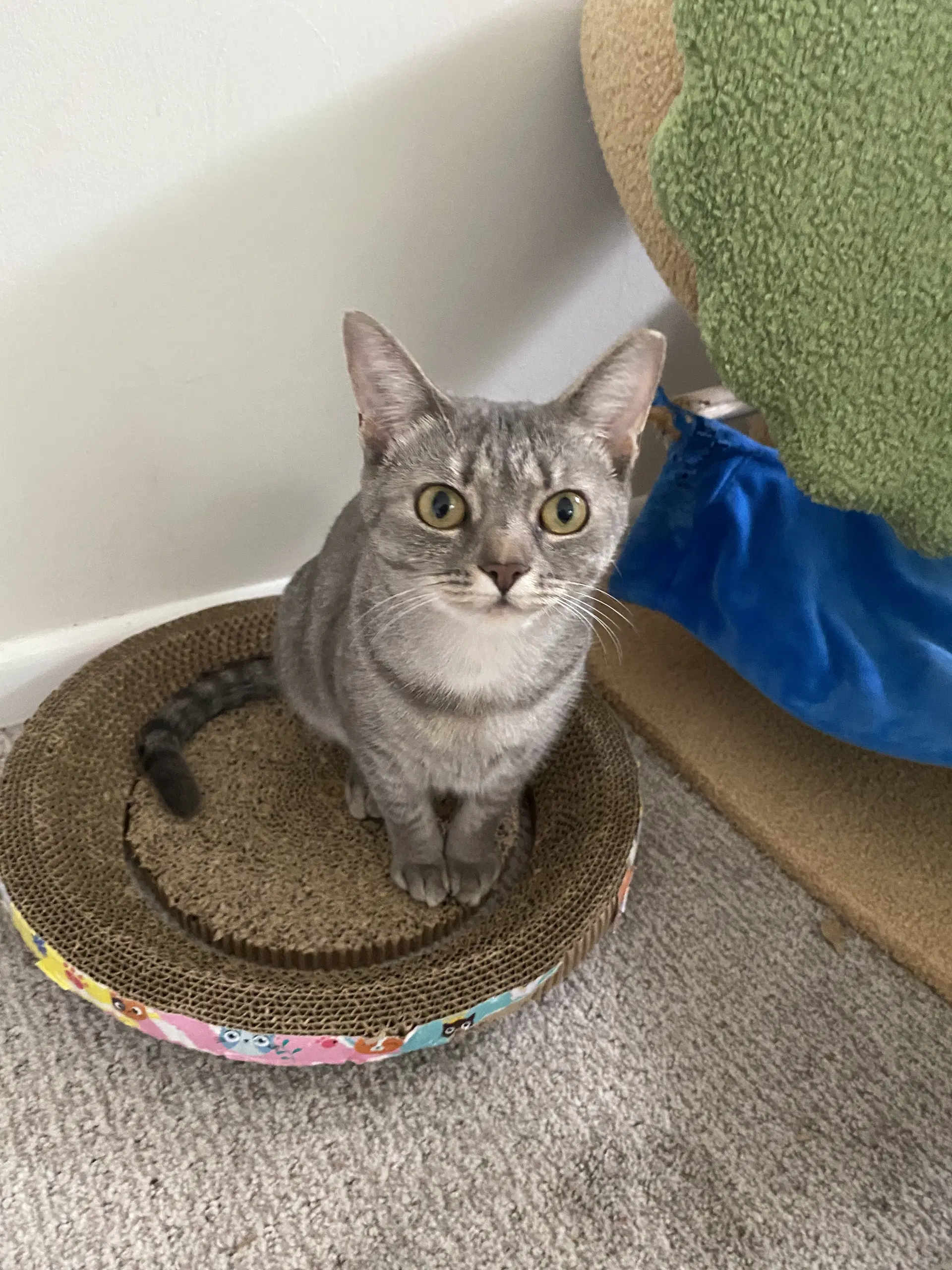 Molly image 4