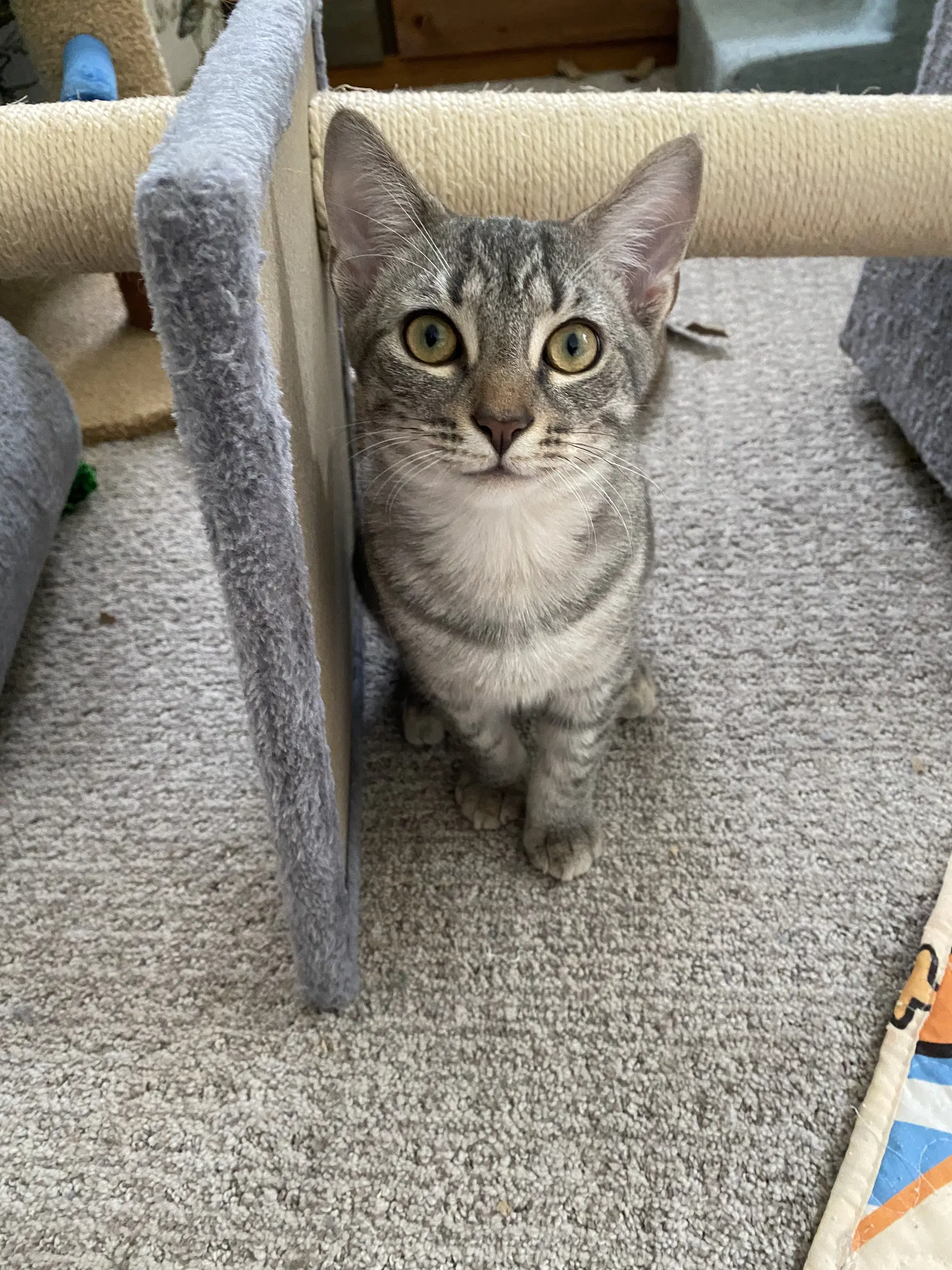 Millie image 3