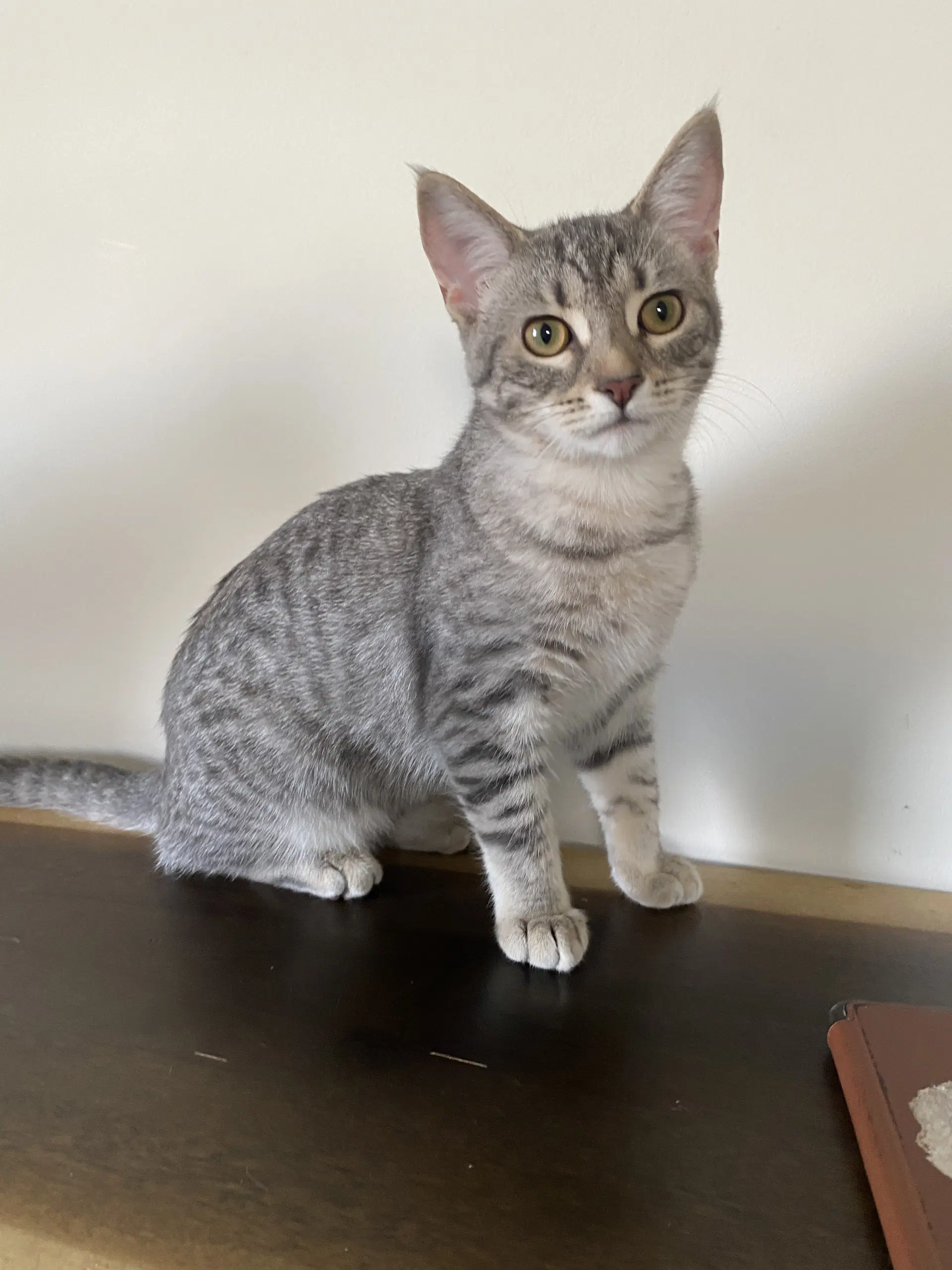 Millie - Domestic Short Hair