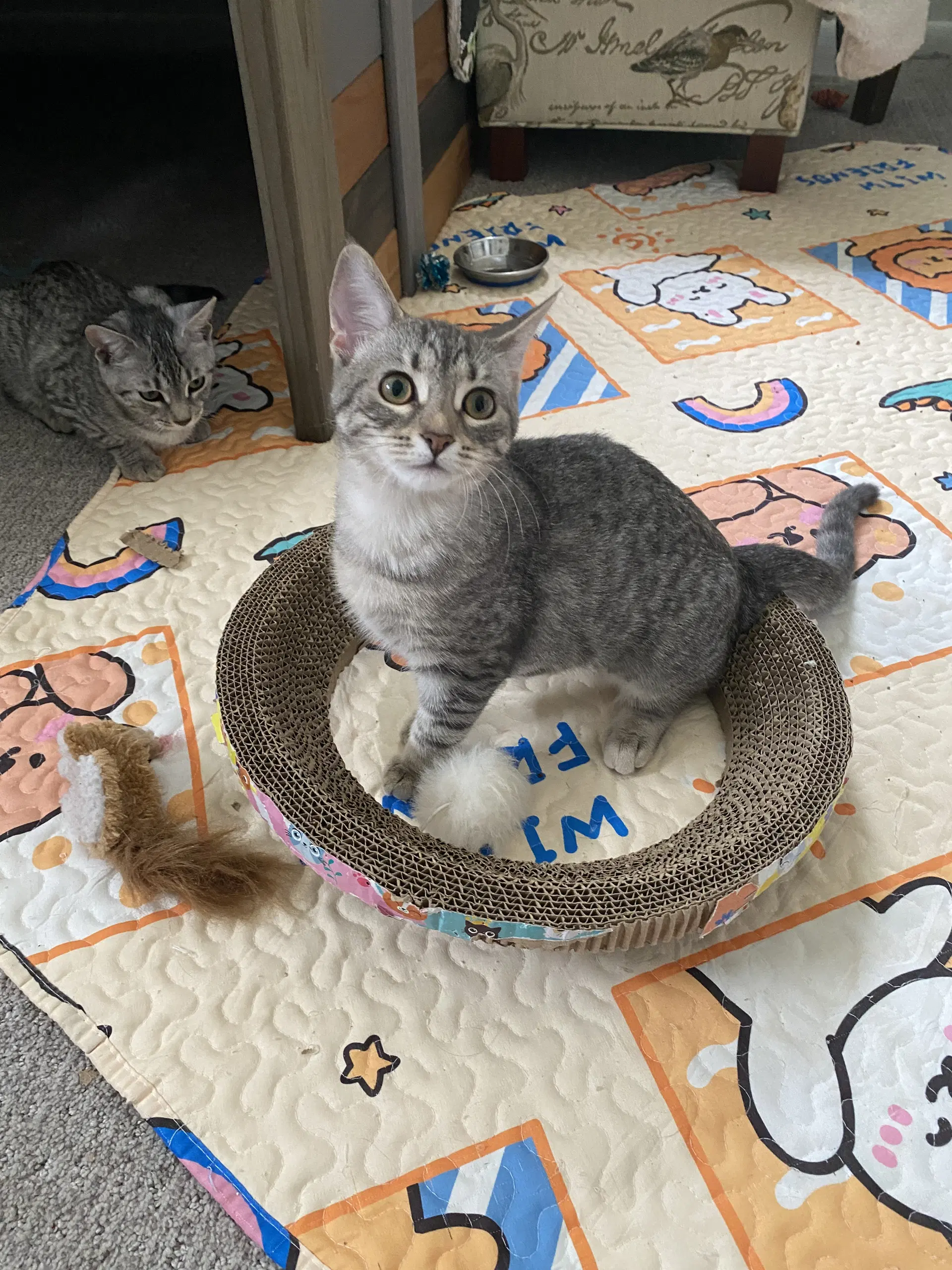 Millie image 2