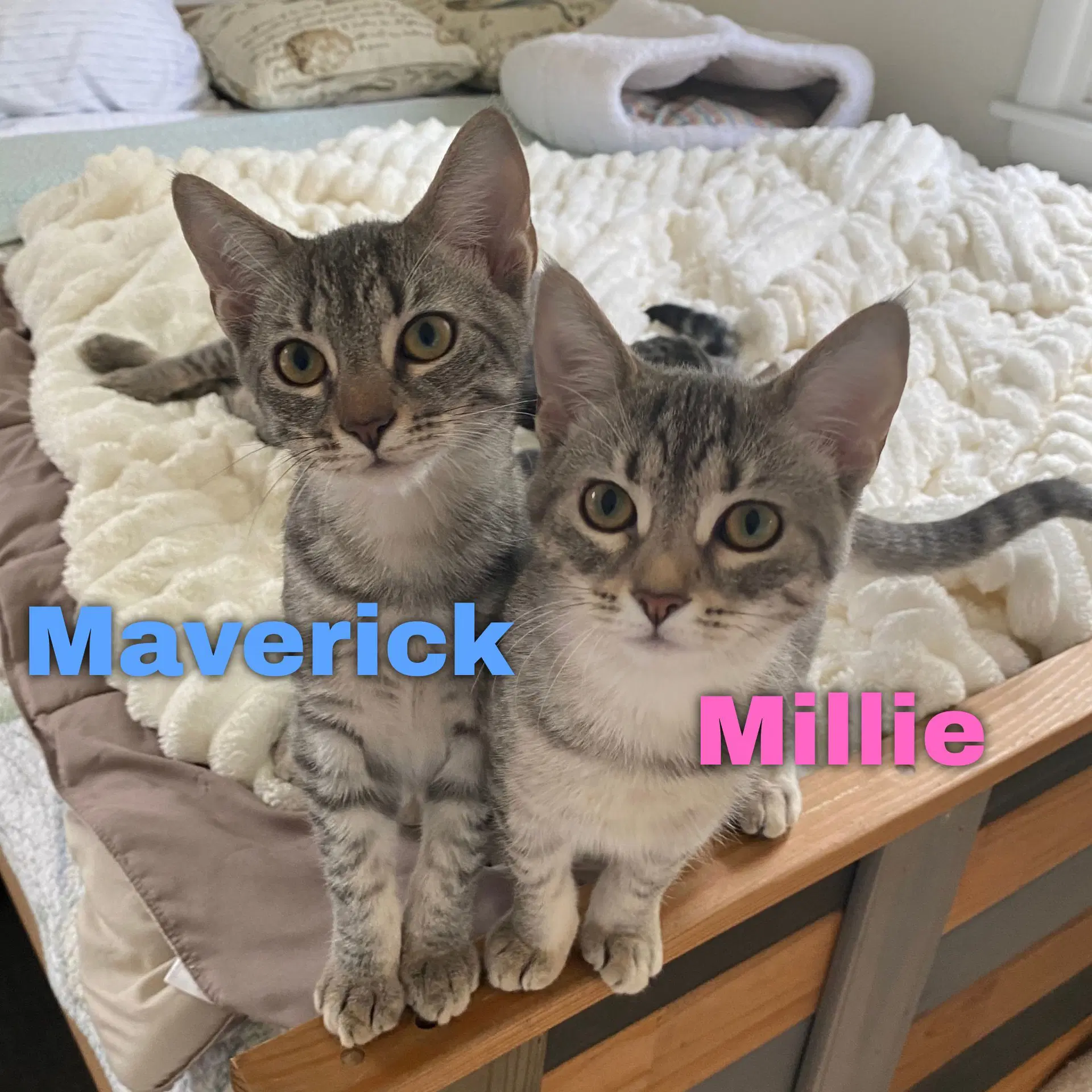 Maverick image 4