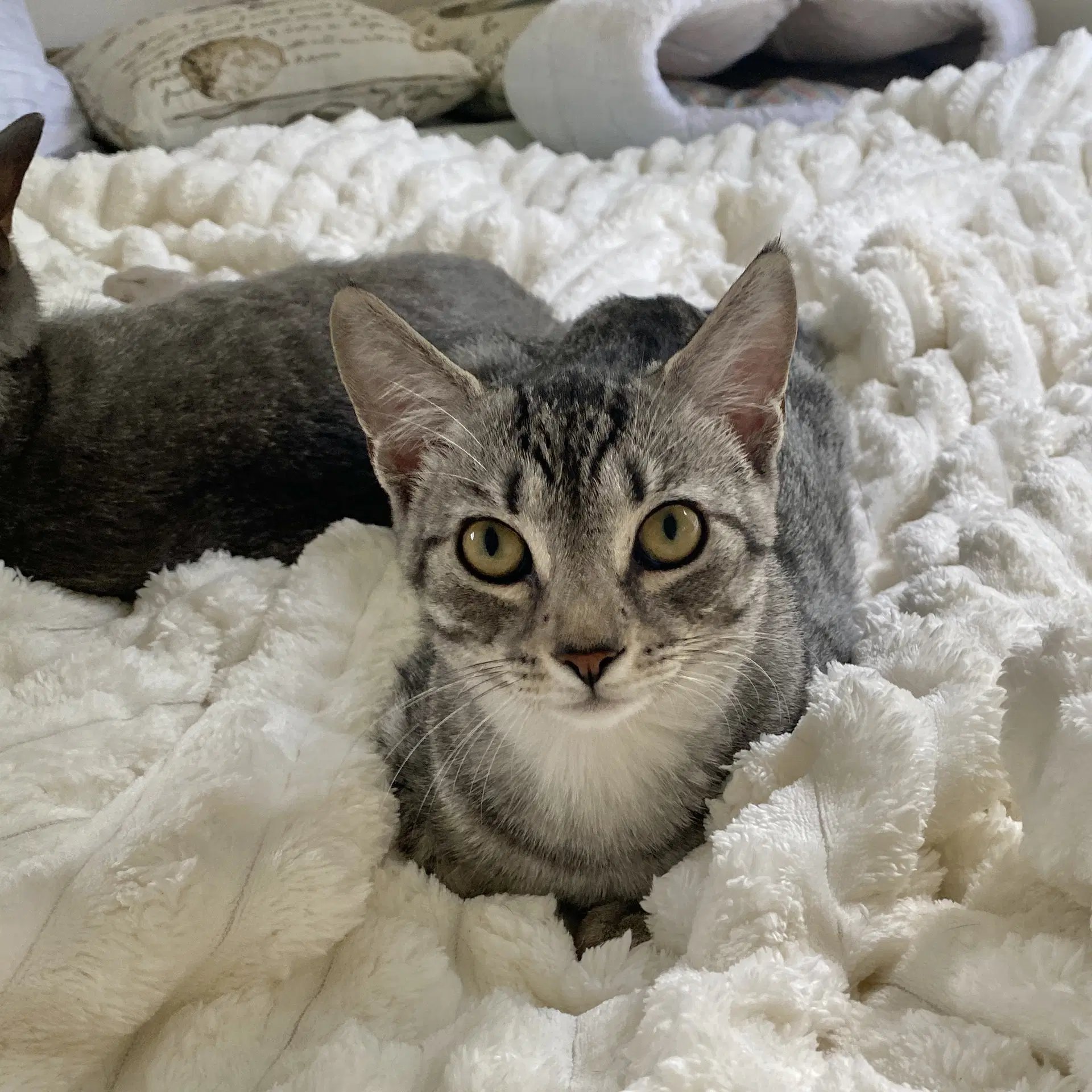 Merlin image 2