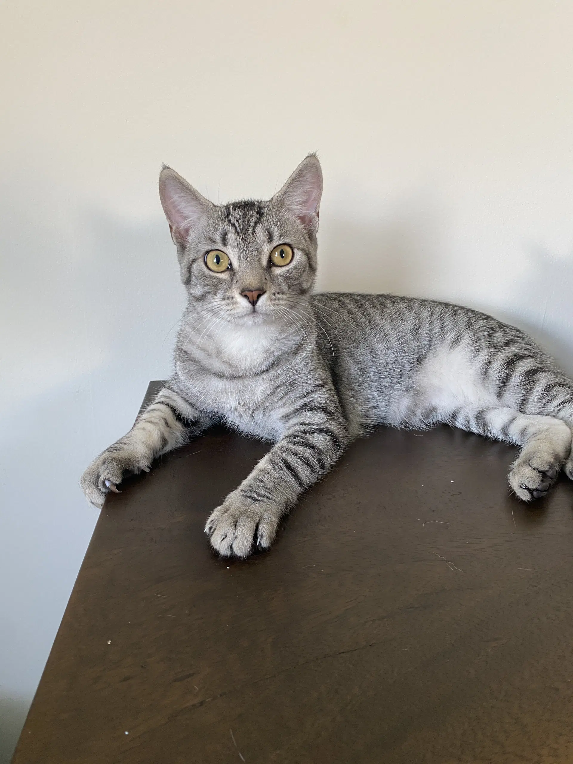 Merlin - Domestic Short Hair
