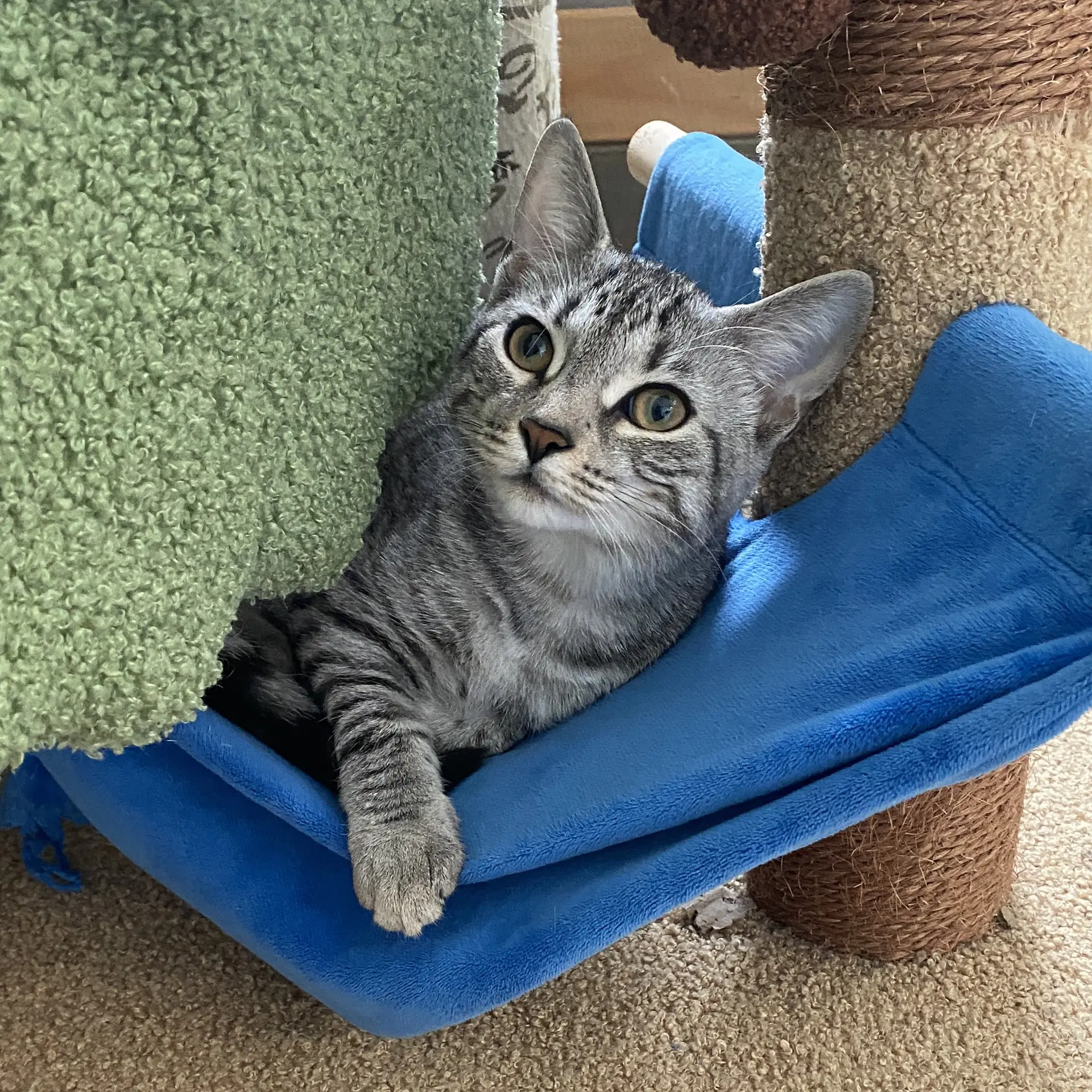Mia - Domestic Short Hair