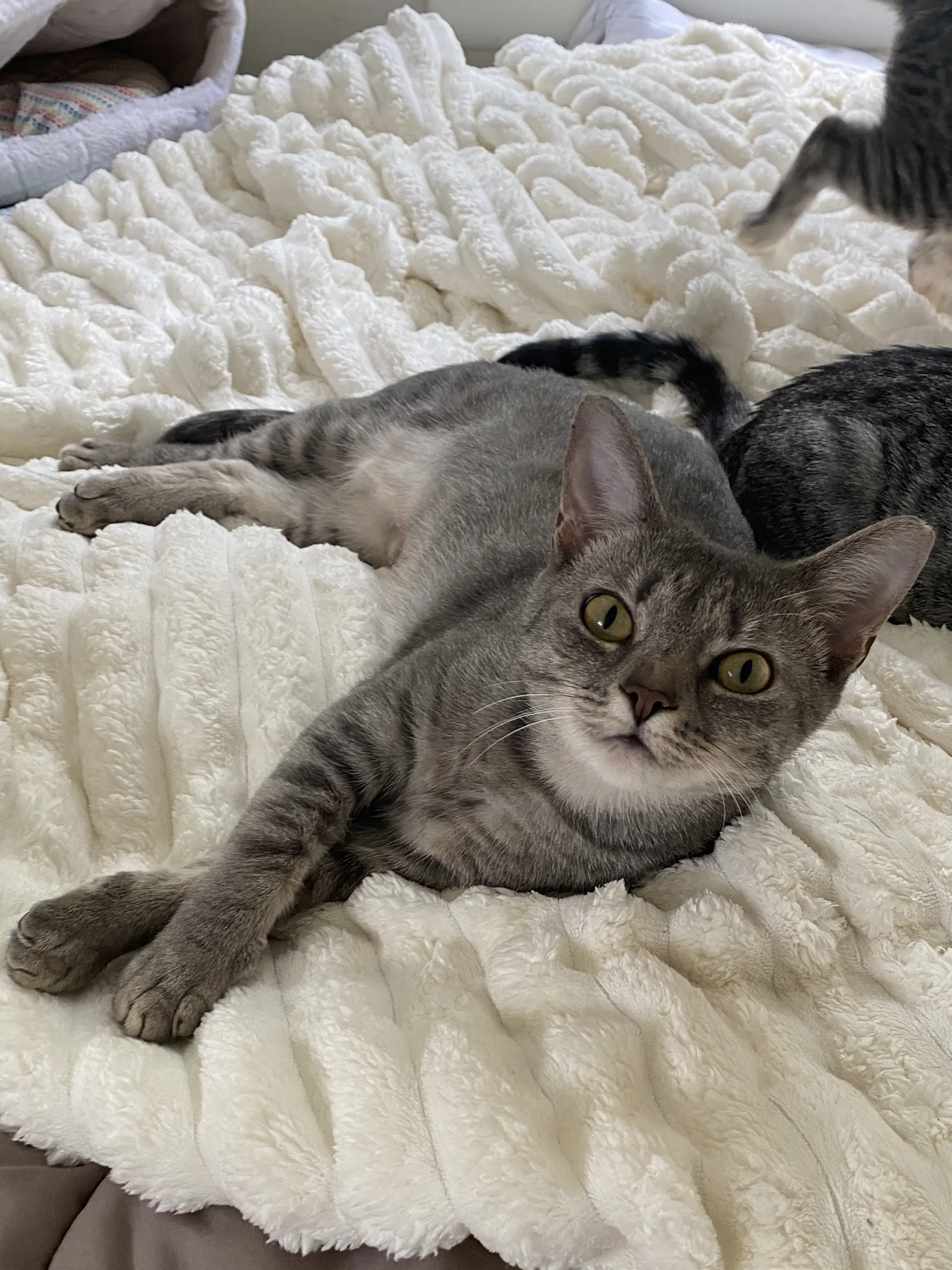 Molly - Sweet Deaf Kitty - Tabby