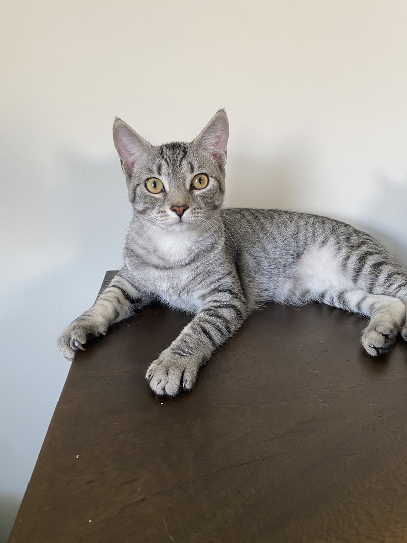 Merlin, a young male Tabby cat up for adoption
