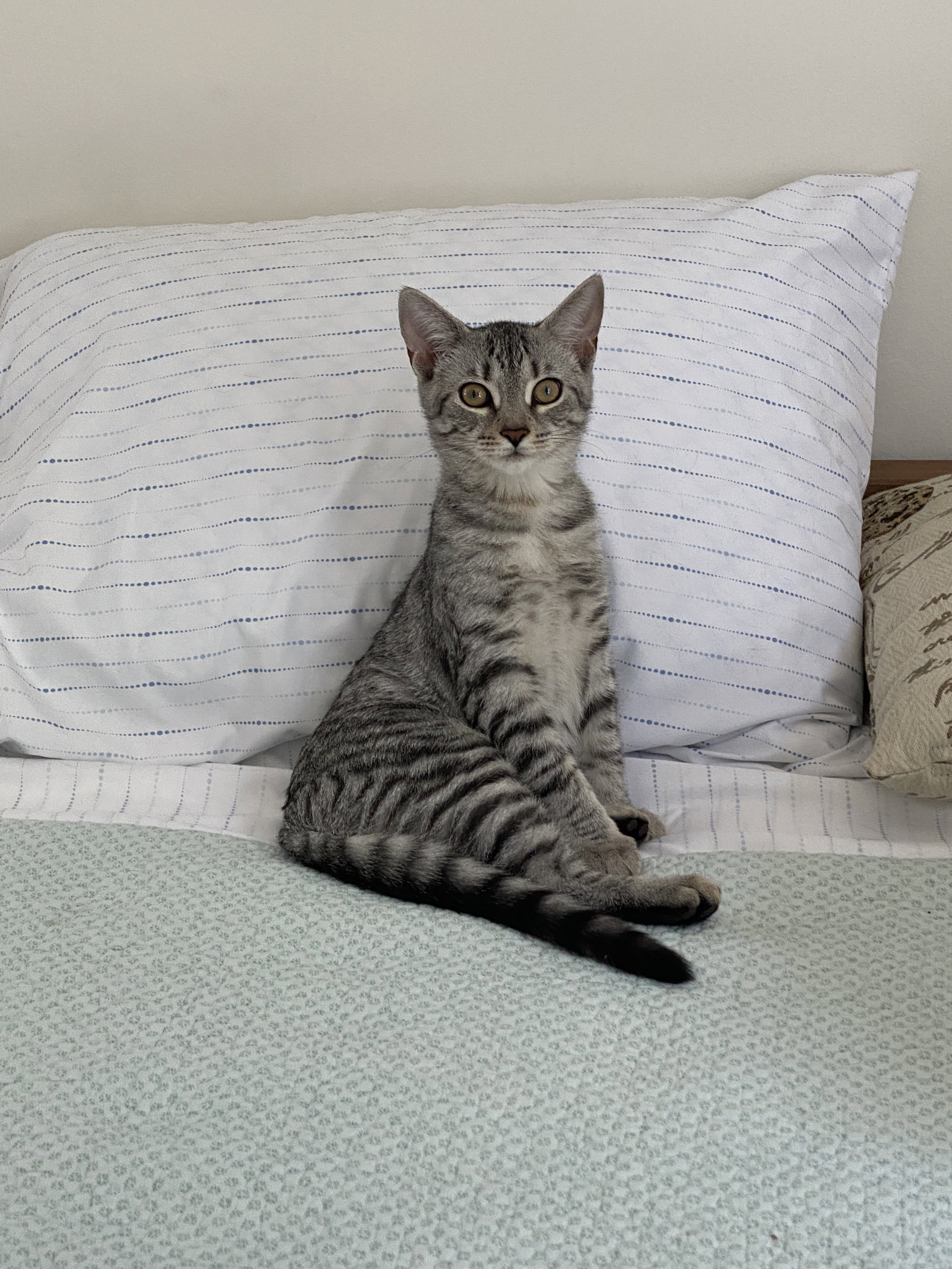 Mia