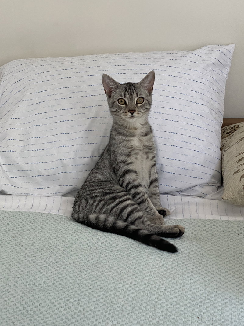 Mia, a young female Tabby cat up for adoption