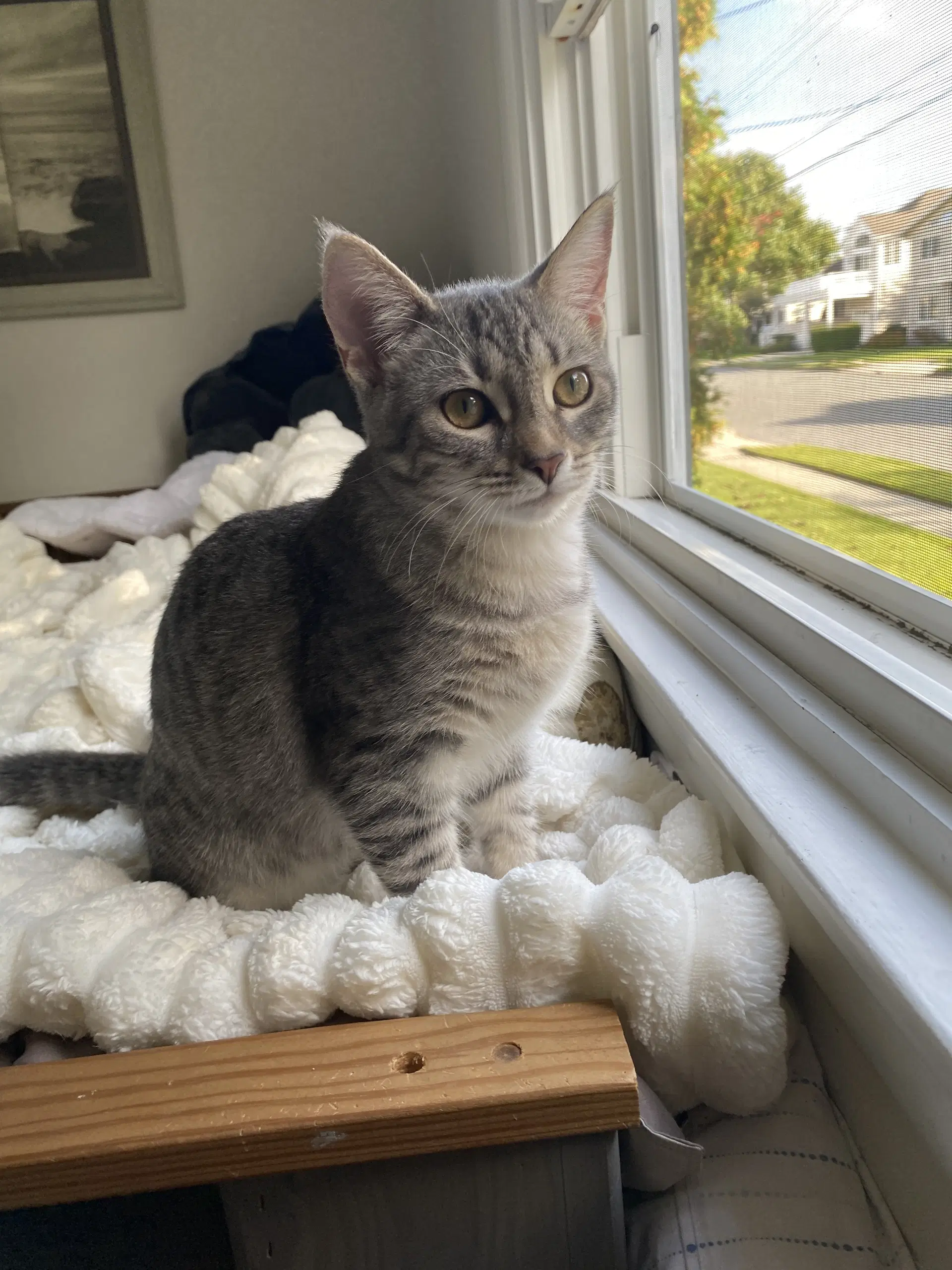 Millie image 3