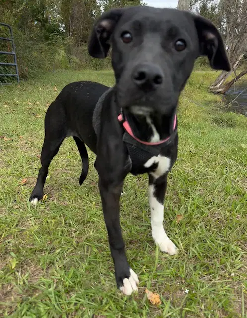 Molly - Hound