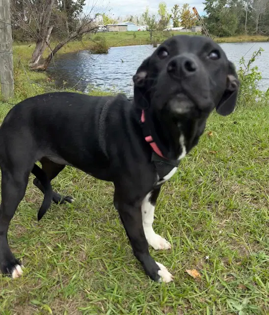 Molly image 3