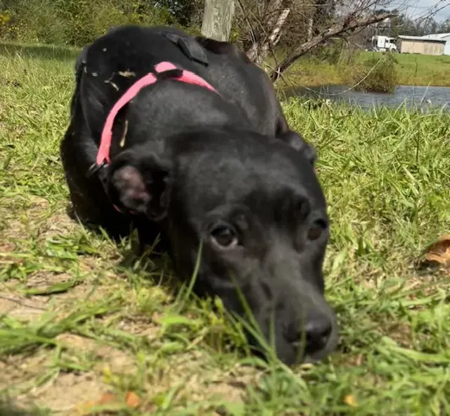 Molly image 4