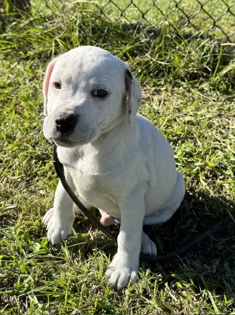 Davis - Bulldog