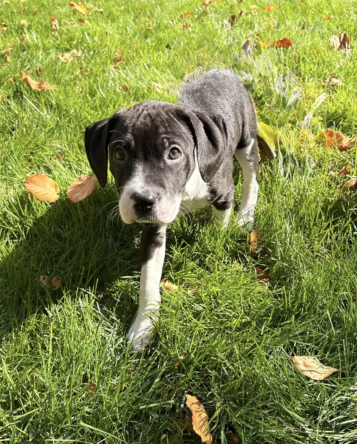 Duffie - Bulldog