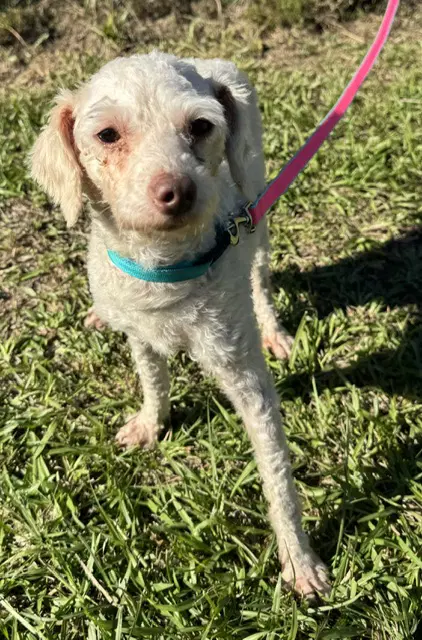 Baxter image 2