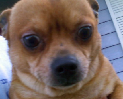 Pudge