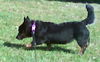 Roxy