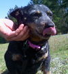 Roxy