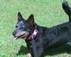 Roxy