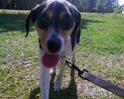 Sprocket