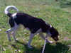 Sprocket