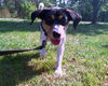 Sprocket