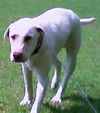 Wilson