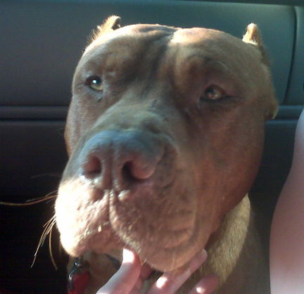 Brut