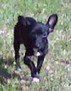 Sprout