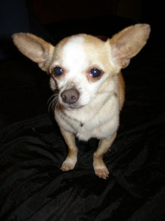 Chico