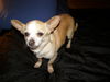 Chico