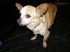 Chico