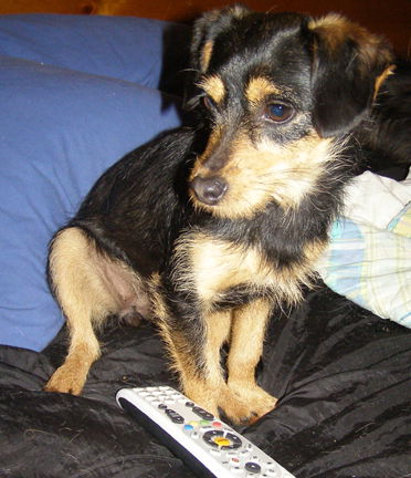 Piper