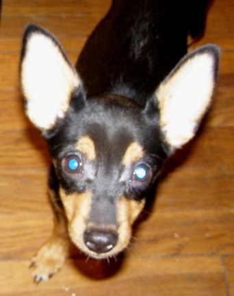 Jasper