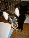 Jasper