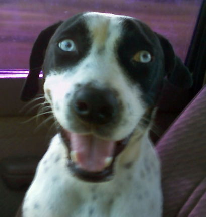 Stella