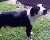 Stella