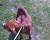 Harper