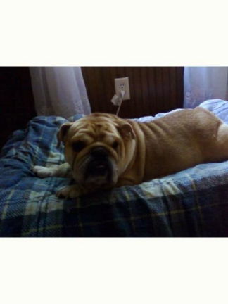 Miss Piggy